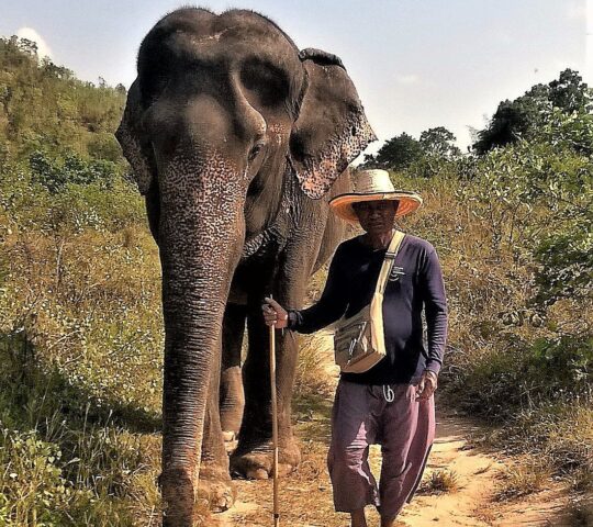 Hutsadin Elephant Foundation